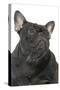 French Bulldog in Studio-null-Stretched Canvas