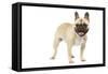 French Bulldog in Studio-null-Framed Stretched Canvas