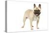 French Bulldog in Studio-null-Stretched Canvas