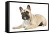 French Bulldog in Studio-null-Framed Stretched Canvas