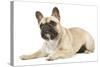 French Bulldog in Studio-null-Stretched Canvas