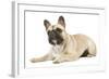 French Bulldog in Studio-null-Framed Photographic Print
