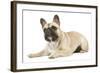 French Bulldog in Studio-null-Framed Photographic Print