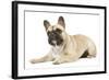 French Bulldog in Studio-null-Framed Photographic Print