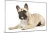 French Bulldog in Studio-null-Mounted Photographic Print