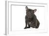 French Bulldog in Studio-null-Framed Photographic Print