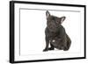 French Bulldog in Studio-null-Framed Photographic Print