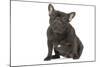 French Bulldog in Studio-null-Mounted Photographic Print