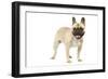 French Bulldog in Studio-null-Framed Photographic Print