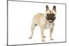 French Bulldog in Studio-null-Mounted Photographic Print