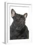 French Bulldog in Studio-null-Framed Photographic Print