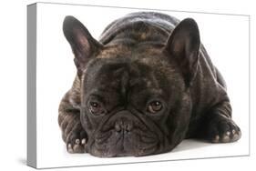 French Bulldog Laying down Looking at Viewer-Willee Cole-Stretched Canvas