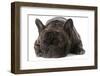 French Bulldog Laying down Looking at Viewer-Willee Cole-Framed Photographic Print