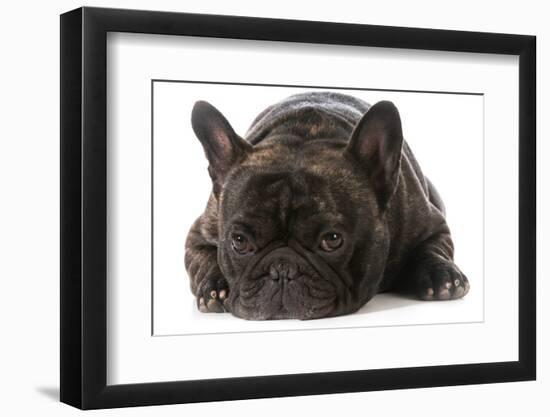 French Bulldog Laying down Looking at Viewer-Willee Cole-Framed Photographic Print