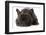 French Bulldog Laying down Looking at Viewer-Willee Cole-Framed Photographic Print