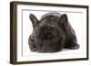 French Bulldog Laying down Looking at Viewer-Willee Cole-Framed Photographic Print