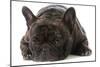 French Bulldog Laying down Looking at Viewer-Willee Cole-Mounted Photographic Print