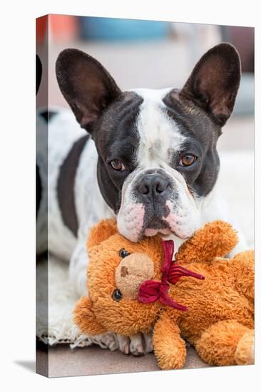 French Bulldog Lying down with His Teddy Bear-Patryk Kosmider-Stretched Canvas