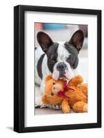 French Bulldog Lying down with His Teddy Bear-Patryk Kosmider-Framed Photographic Print