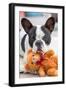 French Bulldog Lying down with His Teddy Bear-Patryk Kosmider-Framed Photographic Print