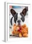 French Bulldog Lying down with His Teddy Bear-Patryk Kosmider-Framed Photographic Print