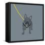 French Bulldog on Grey-Dominique Vari-Framed Stretched Canvas