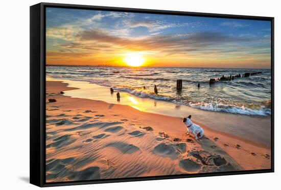 French Bulldog on the Beach at Sunset-Patryk Kosmider-Framed Stretched Canvas
