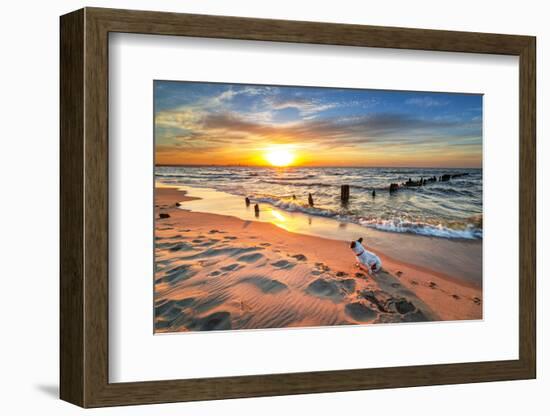 French Bulldog on the Beach at Sunset-Patryk Kosmider-Framed Photographic Print