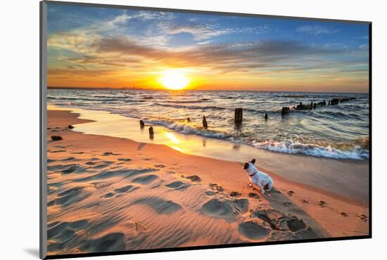 French Bulldog on the Beach at Sunset-Patryk Kosmider-Mounted Photographic Print