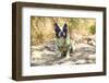 French Bulldog on the Sea-Marina Jay-Framed Photographic Print