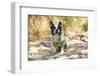 French Bulldog on the Sea-Marina Jay-Framed Photographic Print