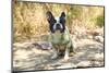 French Bulldog on the Sea-Marina Jay-Mounted Photographic Print