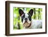French Bulldog on the Walk in Forest-Patryk Kosmider-Framed Photographic Print