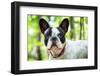 French Bulldog on the Walk in Forest-Patryk Kosmider-Framed Photographic Print