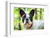 French Bulldog on the Walk in Forest-Patryk Kosmider-Framed Photographic Print