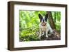 French Bulldog on the Walk in Forest-Patryk Kosmider-Framed Photographic Print