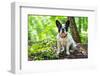 French Bulldog on the Walk in Forest-Patryk Kosmider-Framed Photographic Print