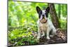 French Bulldog on the Walk in Forest-Patryk Kosmider-Mounted Photographic Print