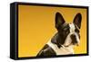 French Bulldog on Yellow Background-null-Framed Stretched Canvas