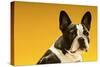 French Bulldog on Yellow Background-null-Stretched Canvas