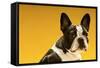 French Bulldog on Yellow Background-null-Framed Stretched Canvas