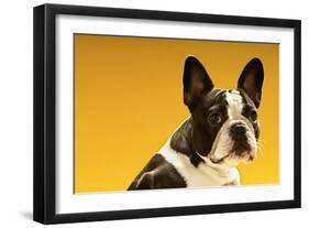 French Bulldog on Yellow Background-null-Framed Photo