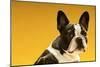 French Bulldog on Yellow Background-null-Mounted Photo