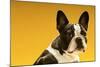 French Bulldog on Yellow Background-null-Mounted Photo
