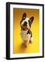 French Bulldog on Yellow Background-null-Framed Photo