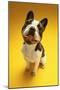 French Bulldog on Yellow Background-null-Mounted Photo