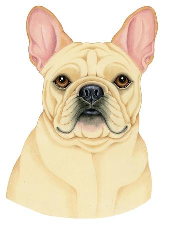 https://imgc.allpostersimages.com/img/posters/french-bulldog-portrait_u-L-Q1M0N4Y0.jpg?artPerspective=n