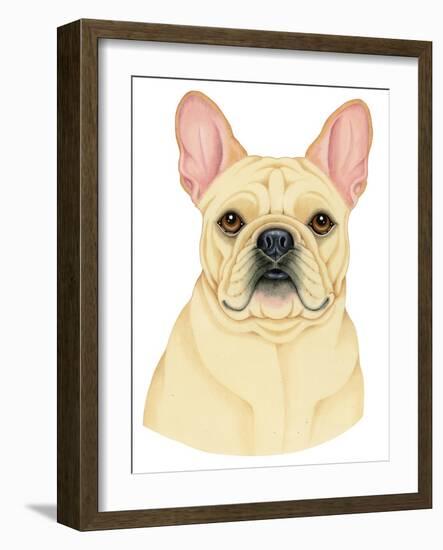 French Bulldog Portrait-Tomoyo Pitcher-Framed Giclee Print