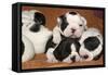 French Bulldog Puppies 10 Days Old-null-Framed Stretched Canvas