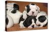 French Bulldog Puppies 10 Days Old-null-Stretched Canvas